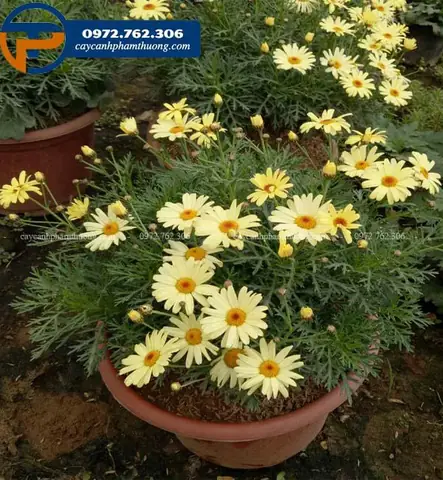 Cách Trồng Và Chăm Sóc Cúc Họa Mi Thân Gỗ Ra Hoa Đẹp Chuẩn Chuyên Gia