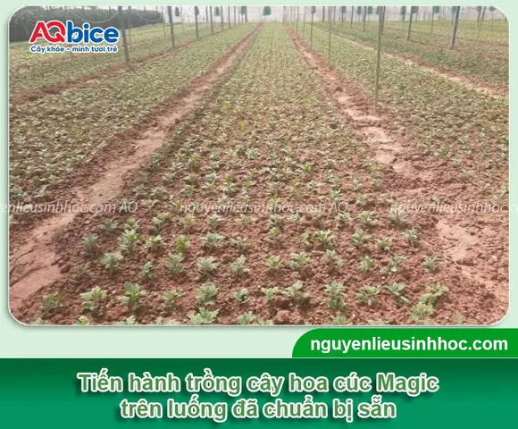 Cách Trồng Cúc Magic Ra Hoa Đẹp Đón Tết: Hướng Dẫn Chi Tiết Từ A-Z