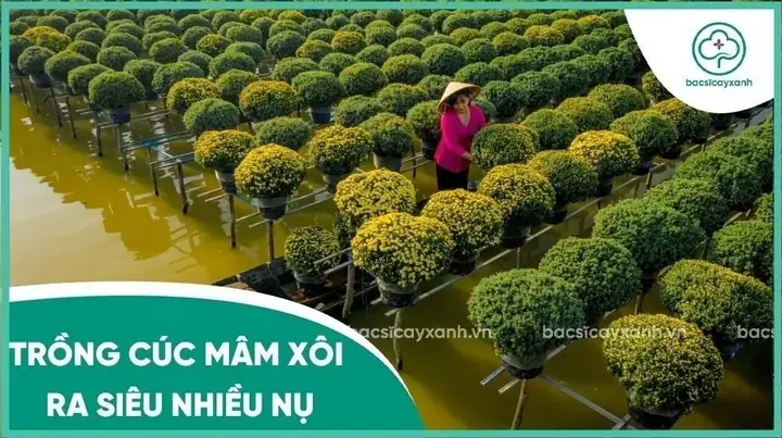 Cách Trồng Cúc Mâm Xôi Ra Hoa Đẹp Đúng Dịp Tết: Hướng Dẫn Chi Tiết Từ A-Z