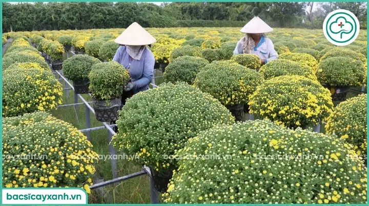 Cách Trồng Cúc Mâm Xôi Ra Hoa Đẹp Đúng Dịp Tết: Hướng Dẫn Chi Tiết Từ A-Z
