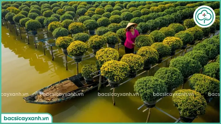 Cách Trồng Cúc Mâm Xôi Ra Hoa Đẹp Đúng Dịp Tết: Hướng Dẫn Chi Tiết Từ A-Z