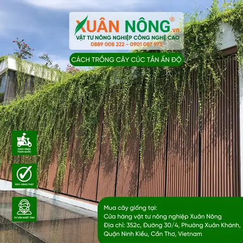 Hướng Dẫn Trồng Và Chăm Sóc Cúc Tần Ấn Độ Xanh Tốt, Thẩm Mỹ