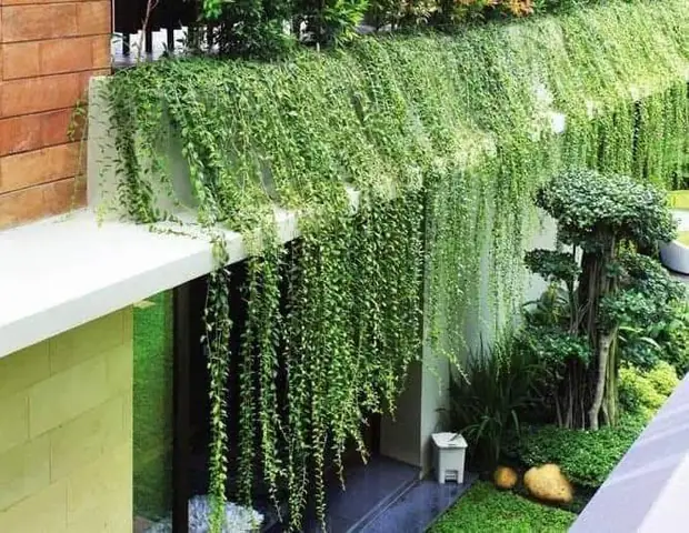 Hướng Dẫn Trồng Và Chăm Sóc Cúc Tần Ấn Độ Xanh Tốt, Thẩm Mỹ