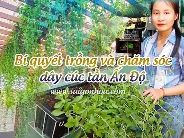 Hướng Dẫn Trồng Và Chăm Sóc Cúc Tần Ấn Độ Xanh Tốt, Thẩm Mỹ