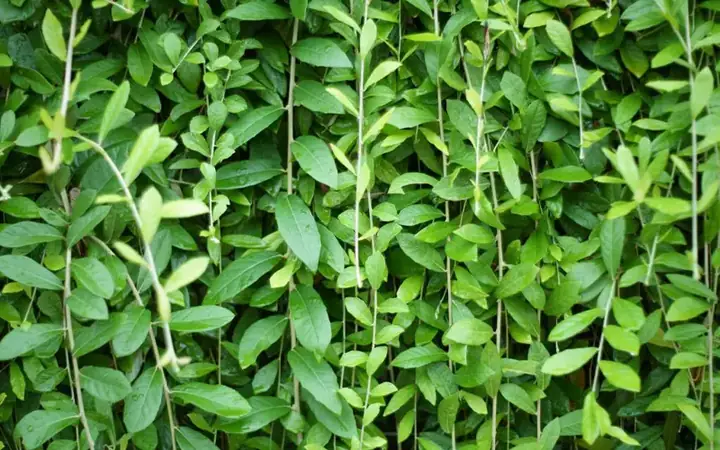 Hướng Dẫn Trồng Và Chăm Sóc Cúc Tần Ấn Độ Xanh Tốt, Thẩm Mỹ
