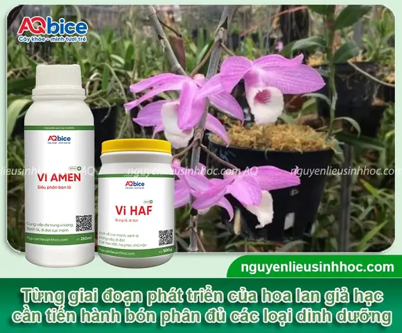 Cách Trồng Dã Hạc (lan Giả Hạc) Tại Nhà: Kỹ Thuật Và Chăm Sóc
