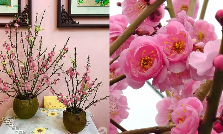 Cách Trồng Cây Đào Bằng Cành: Hướng Dẫn Chi Tiết Từ A-Z Cho Người Mới Bắt Đầu