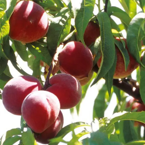 Cách Trồng Đào Bằng Hạt: Từ A-Z Cho Cây Trĩu Quả