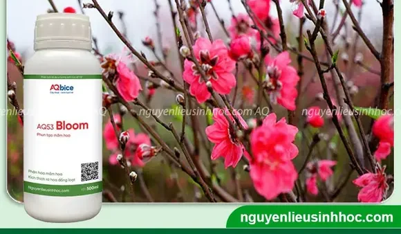 Hướng Dẫn Chi Tiết Cách Trồng Đào Trong Chậu Chuẩn Đẹp, Sống Khỏe