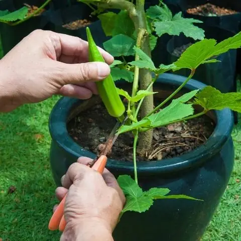 Cách Trồng Đậu Bắp Sai Trĩu Quả, Năng Suất Cao Tại Nhà