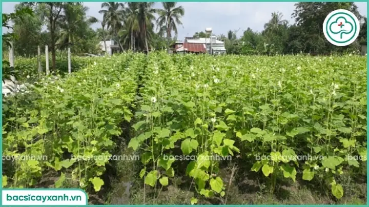 Cách Trồng Đậu Bắp Sai Trĩu Quả, Năng Suất Cao Tại Nhà