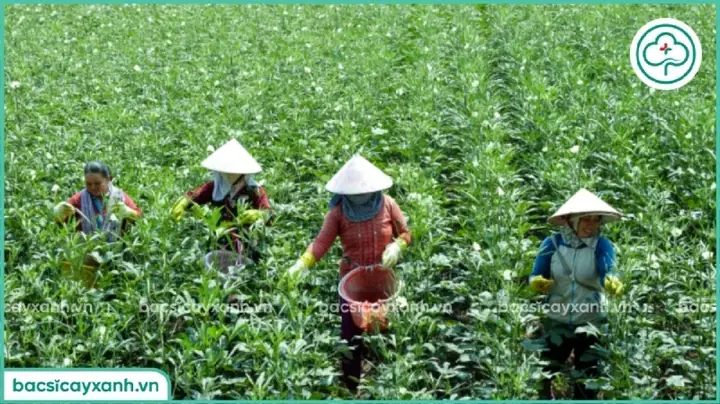 Cách Trồng Đậu Bắp Sai Trĩu Quả, Năng Suất Cao Tại Nhà