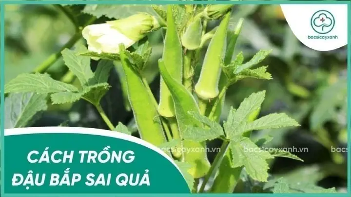 Bí Quyết Trồng Đậu Bắp Sai Quả, Năng Suất Cao Tại Nhà Dễ Dàng Bí Quyết Trồng Đậu Bắp Sai Quả, Năng Suất Cao Tại Nhà Dễ Dàng
