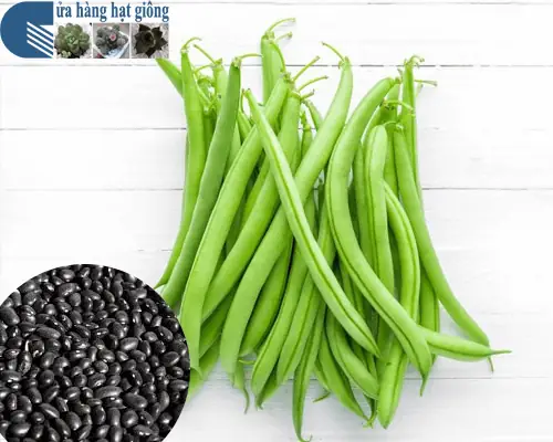 Hướng Dẫn Chi Tiết Cách Trồng Đậu Cô Ve Hạt Đen Sai Quả Tại Nhà