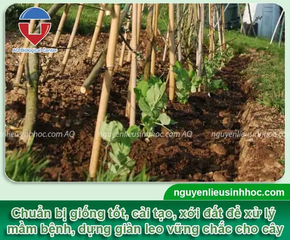 Cách Trồng Đậu Cô Ve Leo Giàn Sai Quả, Năng Suất Cao Tại Nhà Cách Trồng Đậu Cô Ve Leo Giàn Sai Quả, Năng Suất Cao Tại Nhà