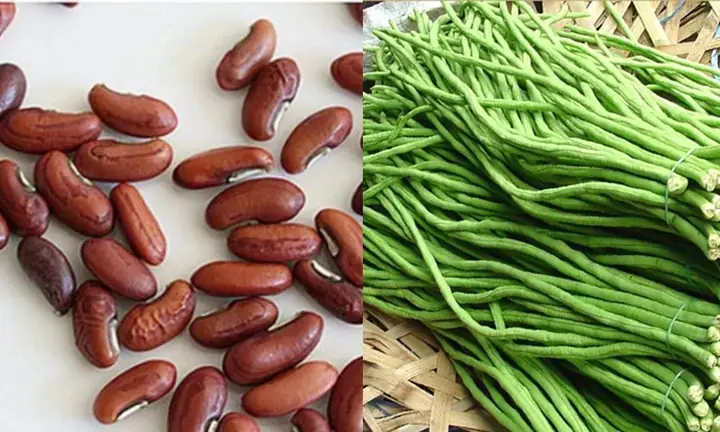 Cách Trồng Đậu Đũa Lùn Cho Năng Suất Cao Tại Nhà Không Cần Giàn Cách Trồng Đậu Đũa Lùn Cho Năng Suất Cao Tại Nhà Không Cần Giàn