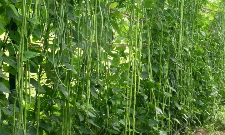 Cách Trồng Đậu Đũa Lùn Cho Năng Suất Cao Tại Nhà Không Cần Giàn Cách Trồng Đậu Đũa Lùn Cho Năng Suất Cao Tại Nhà Không Cần Giàn