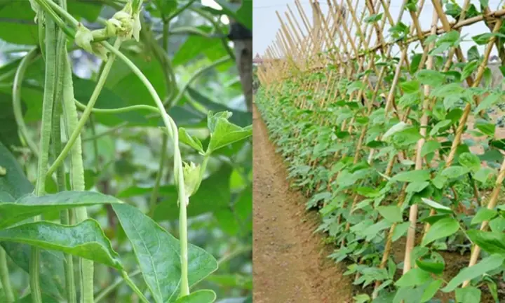 Cách Trồng Đậu Đũa Lùn Cho Năng Suất Cao Tại Nhà Không Cần Giàn Cách Trồng Đậu Đũa Lùn Cho Năng Suất Cao Tại Nhà Không Cần Giàn