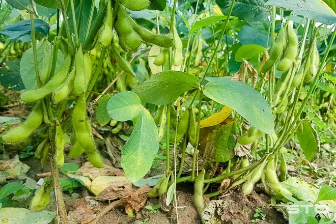 Hướng Dẫn Chi Tiết Cách Trồng Đậu Nành: Từ A-Z Cho Người Mới Bắt Đầu Hướng Dẫn Chi Tiết Cách Trồng Đậu Nành: Từ A-Z Cho Người Mới Bắt Đầu