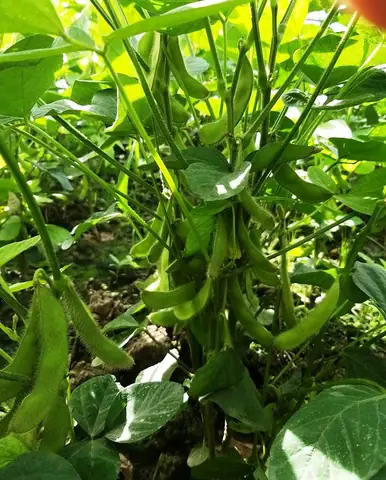 Hướng Dẫn Chi Tiết Cách Trồng Đậu Nành: Từ A-Z Cho Người Mới Bắt Đầu Hướng Dẫn Chi Tiết Cách Trồng Đậu Nành: Từ A-Z Cho Người Mới Bắt Đầu