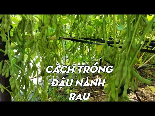Hướng Dẫn Chi Tiết Cách Trồng Đậu Nành: Từ A-Z Cho Người Mới Bắt Đầu Hướng Dẫn Chi Tiết Cách Trồng Đậu Nành: Từ A-Z Cho Người Mới Bắt Đầu