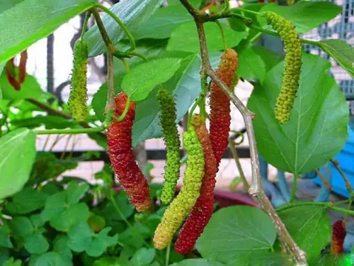 Cách Trồng Và Chăm Sóc Cây Dâu Ta Cho Năng Suất Quả Cao Tại Nhà