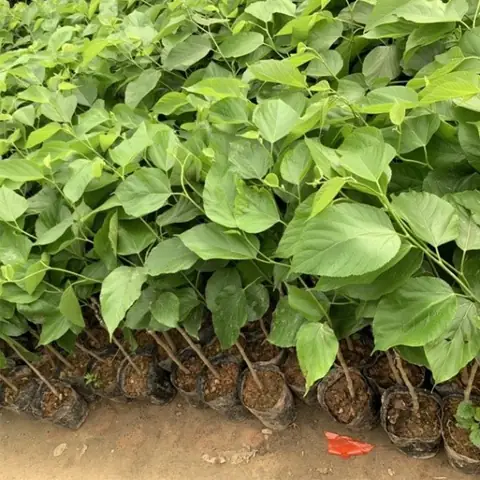 Cách Trồng Và Chăm Sóc Cây Dâu Ta Cho Năng Suất Quả Cao Tại Nhà