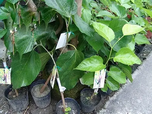Cách Trồng Và Chăm Sóc Cây Dâu Ta Cho Năng Suất Quả Cao Tại Nhà