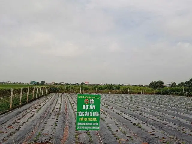 Cách Trồng Dâu Bạch Tuyết Tại Nhà: Từ Hạt Giống Đến Thu Hoạch