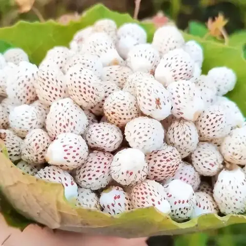 Cách Trồng Dâu Bạch Tuyết Tại Nhà: Từ Hạt Giống Đến Thu Hoạch