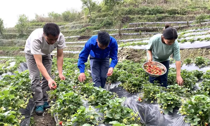 Hướng Dẫn Chi Tiết Cách Trồng Dâu Tây Đỏ Tại Nhà Đơn Giản