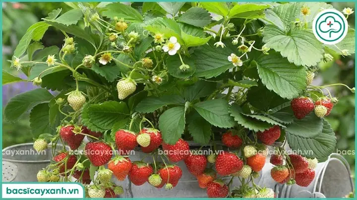 Cách Trồng Dâu Tây Đỏ Từ Hạt Tại Nhà: Lấy Hạt, Nảy Mầm, Chăm Sóc Và Thu Hoạch Cách Trồng Dâu Tây Đỏ Từ Hạt Tại Nhà: Lấy Hạt, Nảy Mầm, Chăm Sóc Và Thu Hoạch