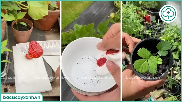 Cách Trồng Dâu Tây Đỏ Từ Hạt Tại Nhà: Lấy Hạt, Nảy Mầm, Chăm Sóc Và Thu Hoạch Cách Trồng Dâu Tây Đỏ Từ Hạt Tại Nhà: Lấy Hạt, Nảy Mầm, Chăm Sóc Và Thu Hoạch