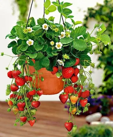 Hướng Dẫn Chi Tiết Cách Trồng Dâu Tây Hana Nhật Sai Quả Tại Nhà