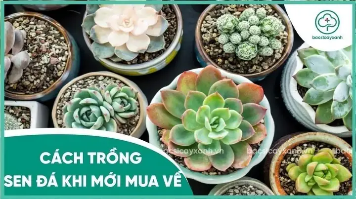 Cách Trồng Dâu Tây Khi Mới Mua Về: Hướng Dẫn Chi Tiết Từ A-Z Cách Trồng Dâu Tây Khi Mới Mua Về: Hướng Dẫn Chi Tiết Từ A-Z