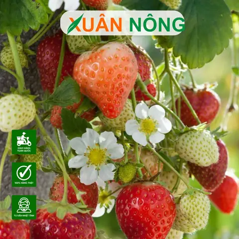 Cách Trồng Dâu Tây Nhật Bản (hana) Tại Nhà: Từ Hạt, Ngó Đến Thu Hoạch