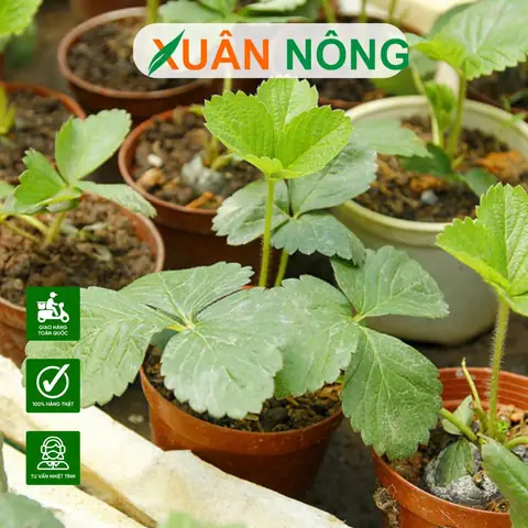Cách Trồng Dâu Tây Nhật Bản (hana) Tại Nhà: Từ Hạt, Ngó Đến Thu Hoạch