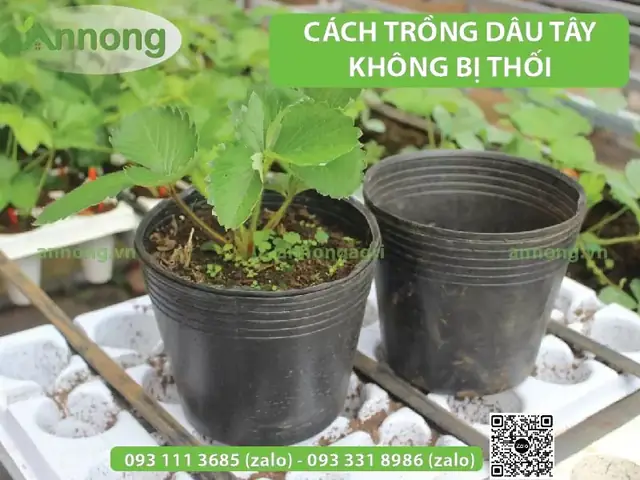 Cách Trồng Dâu Tây Trên Luống: Kỹ Thuật, Chăm Sóc Và Chống Thối Quả
