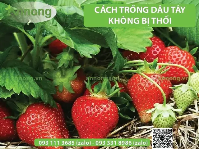 Cách Trồng Dâu Tây Trên Luống: Kỹ Thuật, Chăm Sóc Và Chống Thối Quả