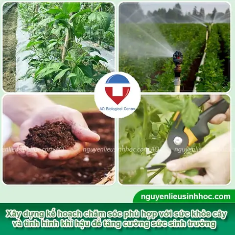 Bí Quyết Trồng Đậu Ve Sai Quả, Năng Suất Cao Tại Nhà Cho Người Mới Bắt Đầu Bí Quyết Trồng Đậu Ve Sai Quả, Năng Suất Cao Tại Nhà Cho Người Mới Bắt Đầu