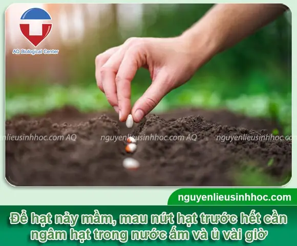 Bí Quyết Trồng Đậu Ve Sai Quả, Năng Suất Cao Tại Nhà Cho Người Mới Bắt Đầu Bí Quyết Trồng Đậu Ve Sai Quả, Năng Suất Cao Tại Nhà Cho Người Mới Bắt Đầu