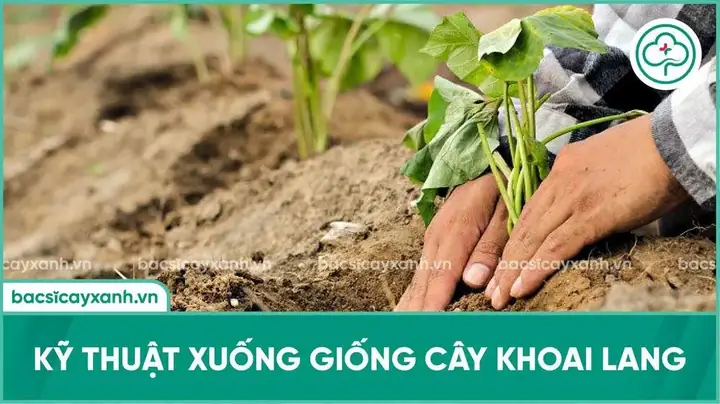 Hướng Dẫn Trồng Khoai Lang Bằng Dây Năng Suất Cao: Từ Chọn Giống Đến Thu Hoạch Hướng Dẫn Trồng Khoai Lang Bằng Dây Năng Suất Cao: Từ Chọn Giống Đến Thu Hoạch