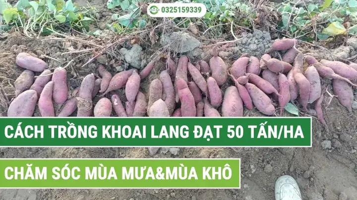 Hướng Dẫn Trồng Khoai Lang Bằng Dây Năng Suất Cao: Từ Chọn Giống Đến Thu Hoạch Hướng Dẫn Trồng Khoai Lang Bằng Dây Năng Suất Cao: Từ Chọn Giống Đến Thu Hoạch