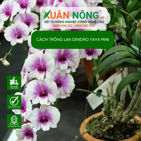 Cách Trồng Và Chăm Sóc Lan Dendro Yaya Mini Chuẩn Chuyên Gia Cách Trồng Và Chăm Sóc Lan Dendro Yaya Mini Chuẩn Chuyên Gia