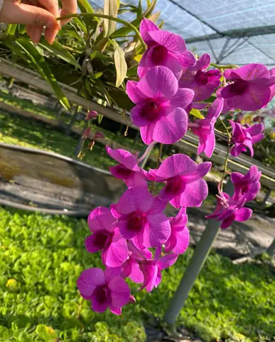 Cách Trồng Và Chăm Sóc Lan Dendro Yaya Mini Chuẩn Chuyên Gia Cách Trồng Và Chăm Sóc Lan Dendro Yaya Mini Chuẩn Chuyên Gia