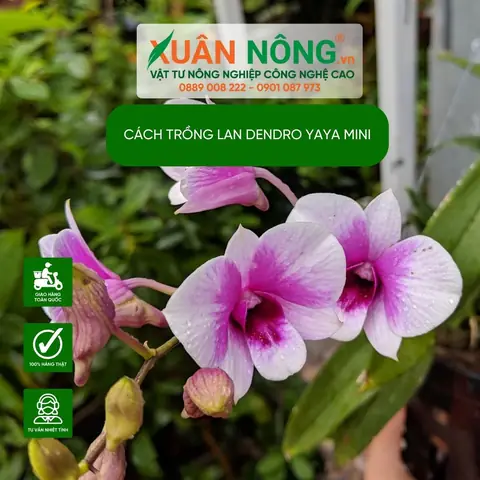 Cách Trồng Và Chăm Sóc Lan Dendro Yaya Mini Chuẩn Chuyên Gia Cách Trồng Và Chăm Sóc Lan Dendro Yaya Mini Chuẩn Chuyên Gia