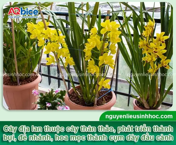 Cách Trồng Địa Lan Sato Đúng Kỹ Thuật, Hoa Đẹp & Tươi Lâu: Hướng Dẫn Chi Tiết Cách Trồng Địa Lan Sato Đúng Kỹ Thuật, Hoa Đẹp & Tươi Lâu: Hướng Dẫn Chi Tiết