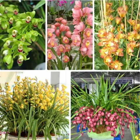 Cách Trồng Địa Lan Sato Đúng Kỹ Thuật, Hoa Đẹp & Tươi Lâu: Hướng Dẫn Chi Tiết Cách Trồng Địa Lan Sato Đúng Kỹ Thuật, Hoa Đẹp & Tươi Lâu: Hướng Dẫn Chi Tiết