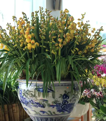 Cách Trồng Địa Lan Sato Đúng Kỹ Thuật, Hoa Đẹp & Tươi Lâu: Hướng Dẫn Chi Tiết Cách Trồng Địa Lan Sato Đúng Kỹ Thuật, Hoa Đẹp & Tươi Lâu: Hướng Dẫn Chi Tiết