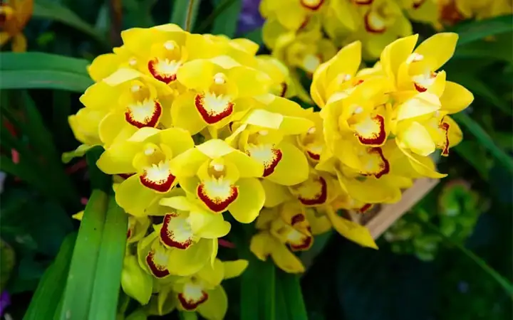 Cách Trồng Địa Lan Sato Đúng Kỹ Thuật, Hoa Đẹp & Tươi Lâu: Hướng Dẫn Chi Tiết Cách Trồng Địa Lan Sato Đúng Kỹ Thuật, Hoa Đẹp & Tươi Lâu: Hướng Dẫn Chi Tiết